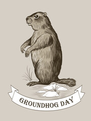 Naklejka premium Groundhog Day. Sketch groundhog, snow, young grass and a banner banner with the inscription.Vector vintage illustration. Engraved style elements . 