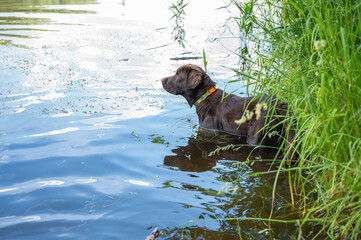 A young brown labrador puppy entered the water on the chest, stands, looks into the distance....