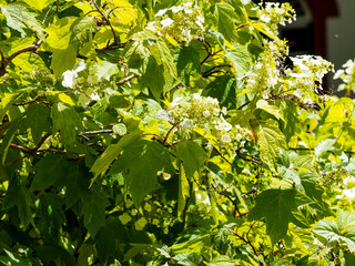 Hydrangea quercifolia | Hortensia à feuilles de chêne, arbuste buissonnant aux grandes feuilles lobées vert bronze et inflorescence spectaculaire en longs panicules de minuscules fleurs blanches