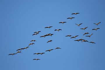 Large flock  of Cranes in flight on a blue sky.