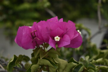 Obraz premium A closeup photograph of a flower plant at bloom time.