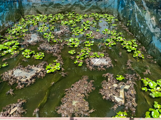 Tadpole in a floating cage.