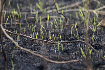 Fototapeta premium Burned-out young grass. Charred, fertile land. After a forest fire. Young shoots of plants. Consequences of global warming. Fire in nature.