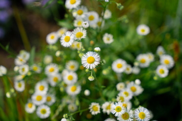 Close up of white daisies on spring meadow green grass. Common daisy flowers - Bellis perennis on green lawn with soft focus and shallow depth of field.
