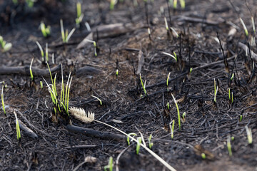 Burned-out young grass. Charred, fertile land. After a forest fire. Young shoots of plants....