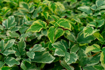 Texture of a houseplant. Idea for decor and interior decoration. selective focus
