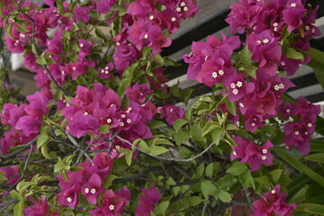 pink flowers