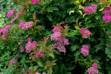 A telltale sign of summer. Hydrangea blossom on sunny day. Blossoming flowers in summer garden. Flowering hortensia plant. Pink hydrangea in full bloom. Showy flowers in summer.