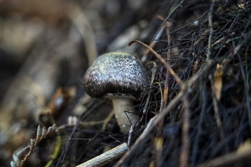 magical wild mushrooms and fungi in New Zealand