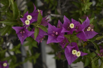 purple flowers in the garden