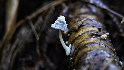 magical wild mushrooms and fungi in New Zealand
