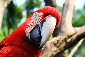 close up of a parrot