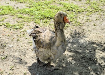 Toulouse big French goose domestic beautiful bird zoo animal orange beak large feathers farm live background © Ruslan