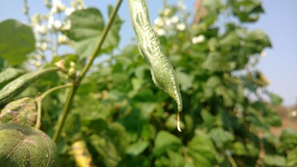 common bean close up