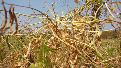 dried plant