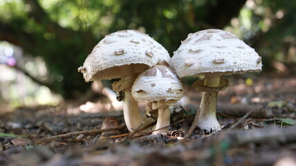 mushrooms in the forest