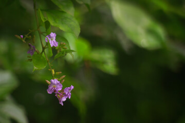 purple flowers in the garden with green blur background 