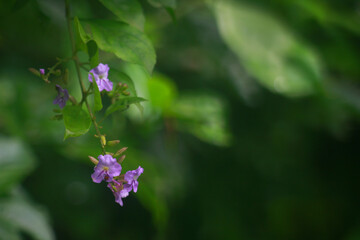 purple flowers hanging in the garden with green background 
