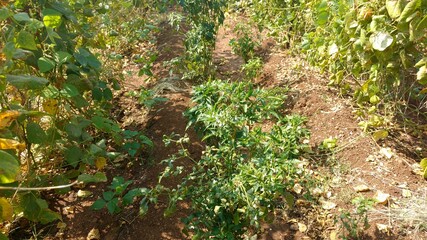 multicrop of chillies in common bean field
