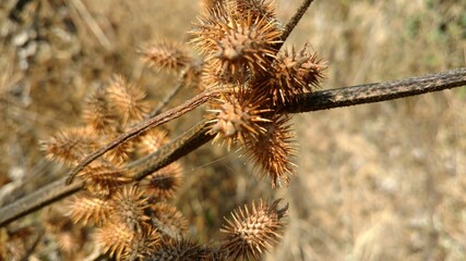 dry thistle in the field