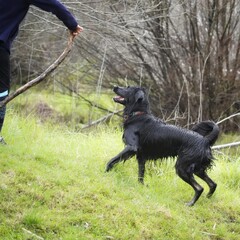 Pet dog in training with the owner