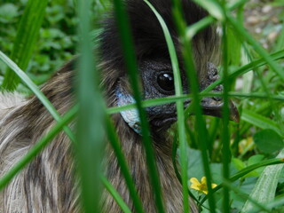 Zwerg Seidenhuhn im Gras