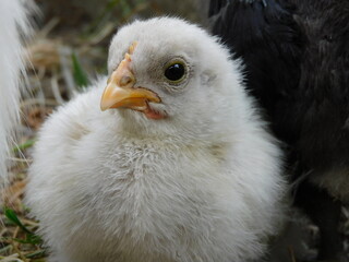 Weißes Orpington Küken Portrait