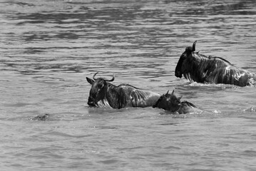 Wildebeests crossing the Mara river with a crocodile in front