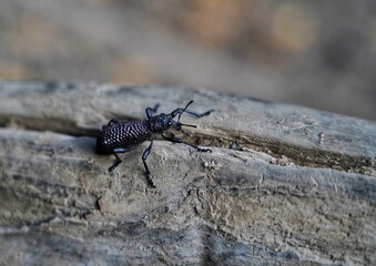 black beetle on a tree