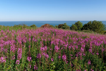 Flowers on the cliff of the Normandy coast