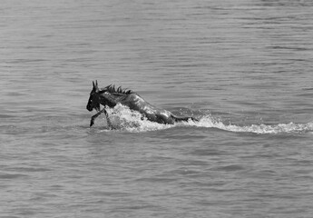 Obraz premium A juvenile Wildebeest crossing Mara river