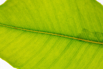 Green plant leaf view through a microscope