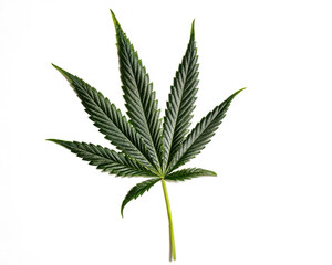 Cannabis Fan Leaf