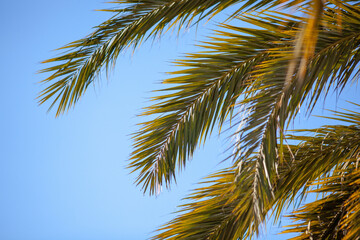 Fototapeta na wymiar coconut palm tree