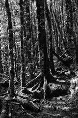 Fototapeta na wymiar Native trees photographed along hiking trails in New Zealand