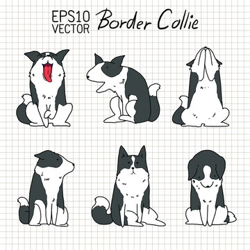 Cute Border Collie Dog