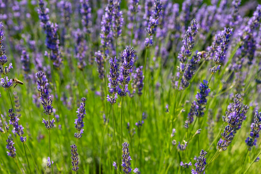 A hill of lavender flowers in a field © gogagoxi