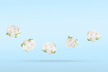 Freshly cut in half cauliflower five pieces soaring on a blue background. Vegetables levitation concept.Banner grocery minimalistic  with copy space for text.