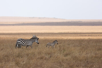 Naklejka premium Zebras with a baby grazing at Masai Mara grassland