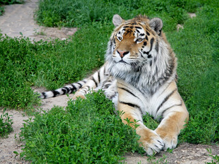 Tiger resting and looking to the side on green grass