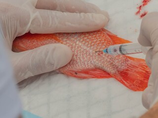 blood collecting from alive fish