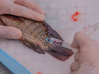 fish blood collecting