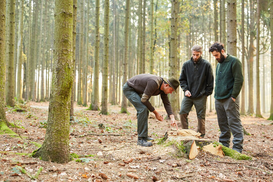Forest ranger checking wood quality of tree - Powered by Adobe