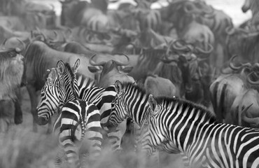Fototapeta na wymiar Zebras and Wildebeests waits along the Mara river to cross
