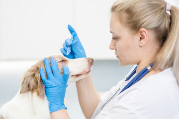 Female vet doctor dripping drops to the puppy's eye at vet clinic