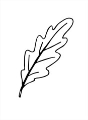 Vector illustration of an oak leaf. Doodle and outline elements of nature design. Black contour isolated on white background