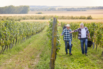 Harvesters or winegrowers harvesting wine