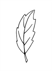 Simple abstract vector leaf. Freehand drawing, nature autumn element in doodle style, coloring book, black outline. Hand drawn illustration isolated on white background
