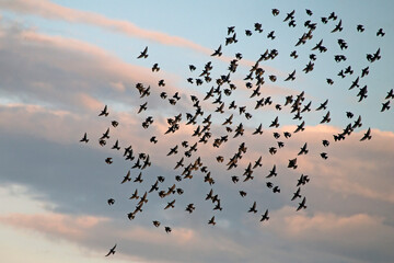 Large flock of Starlings flying on the sky. European Starling (Sturnus vulgaris), end of May, Lithuania.