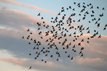 Large flock of Starlings flying on the sky. European Starling (Sturnus vulgaris), end of May,...